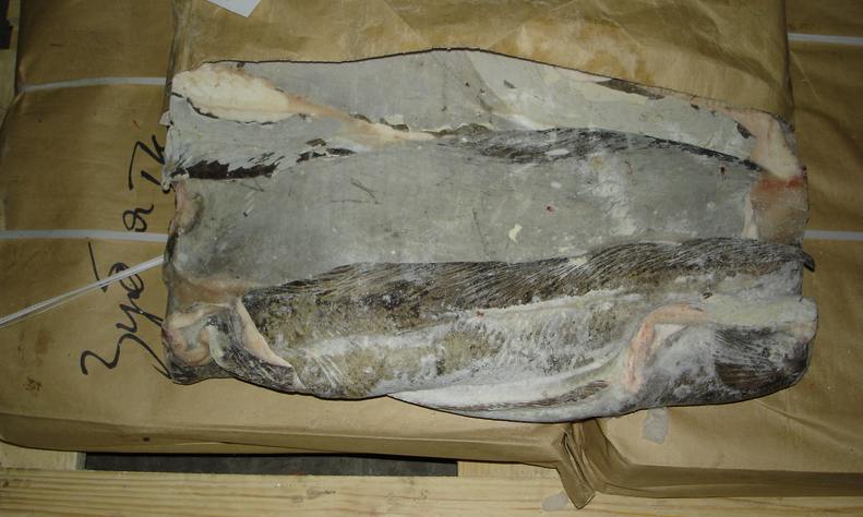 Catfish Fresh Frozen without HG Interlift