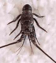 Panulirus Penicalatus