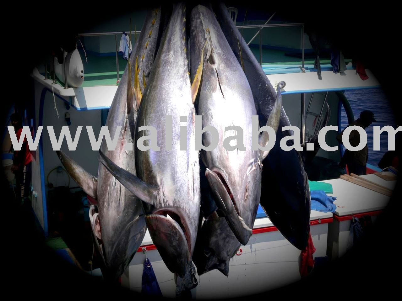Fresh Yellow Fin Tuna  Whole     Loins  (Thunnus Albacares)