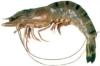 Export  Frozen   Shrimp s From Bangladesh