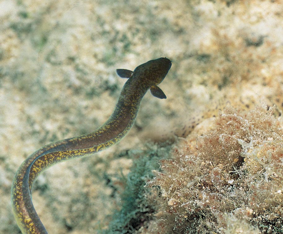 Anguilla Marmorata