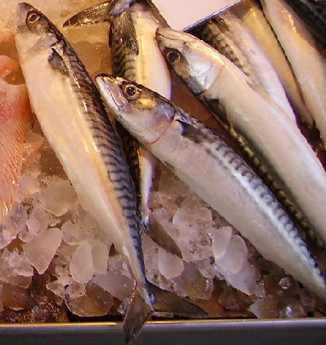 Frozen  Mackerel ( Cut ted Head and Haslet), Indian  Mackerel , Spotted  mackerel  fillet, Japanese  Spanish 