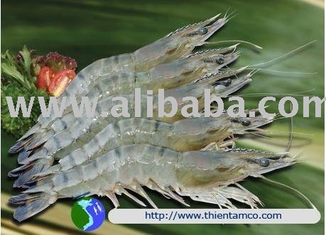 PRAWN