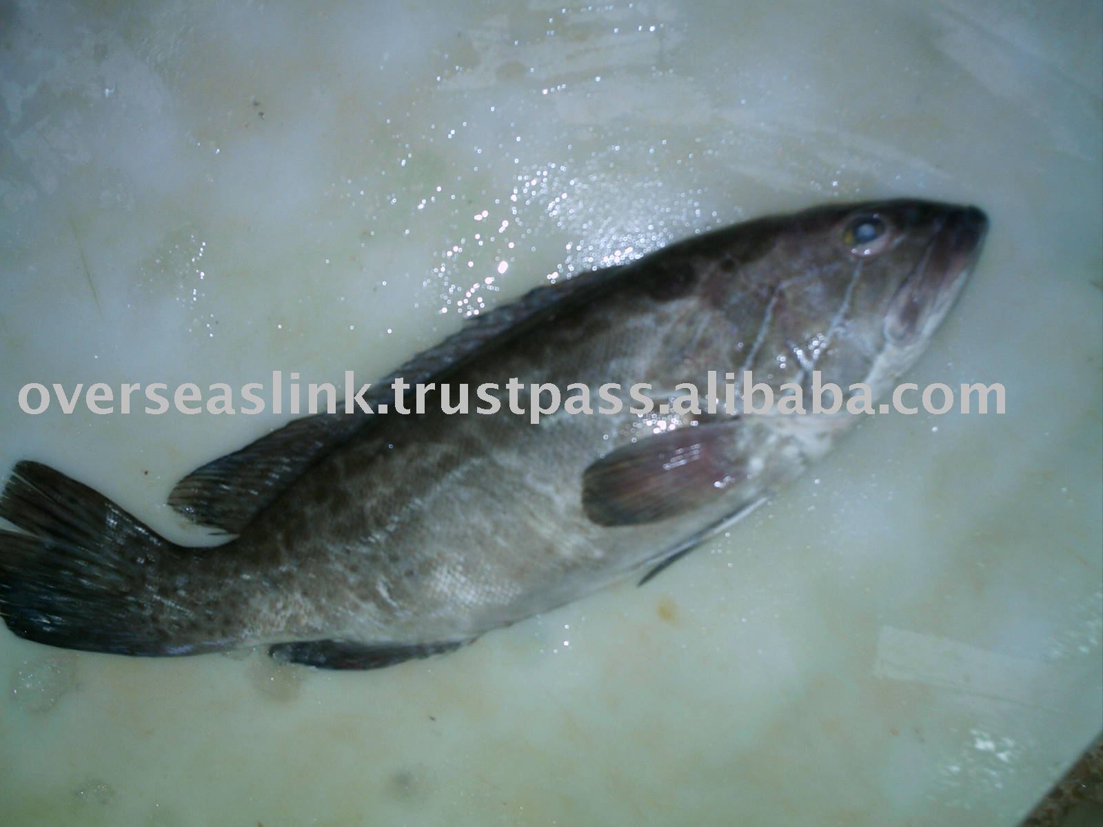 fish Morocco