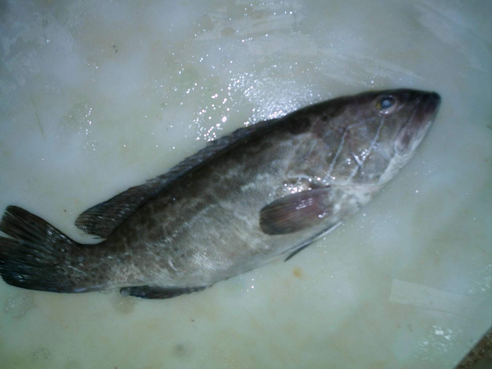 fresh fish Morocco