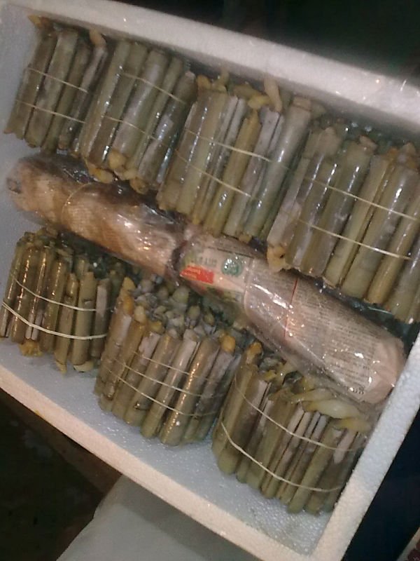mud crab ,  LIVE RAZOR CLAM