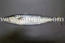 Frozen Mackerel FIish