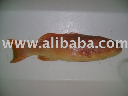 Leopard  Coral Trout