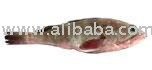 fresh SPOTTED COD fish
