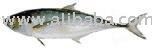 Horse  fresh Mackerel fish