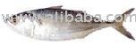 Indian  fresh Mackerel fish