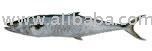 Spanish fresh  Mackerel   fish 