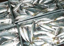 Selling Fresh and Frozen Fish