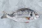 WHOLE FRESH CHILLED SEA BREAM