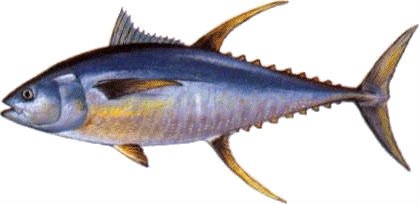  Tuna   Sashimi  Grade