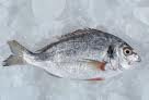  tilapia   W / R 
