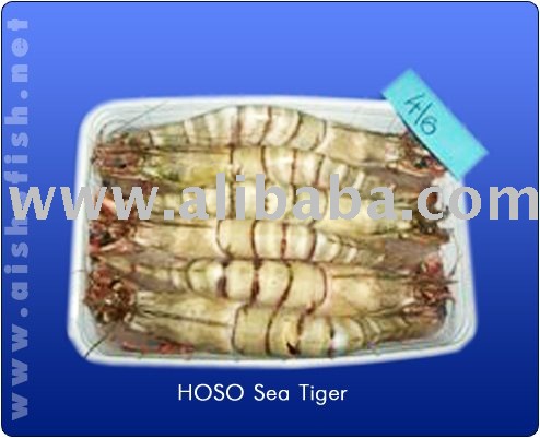 HOSO  SEA   TIGER  SHRIMPS