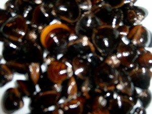 clam / corbicula