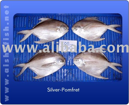 Silver  fresh   pomfret  fish