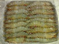 Frozen HOSO flower shrimp (farm / sea caught