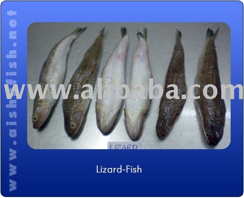 FROZEN LIZARD FISH WHOLE ROUND
