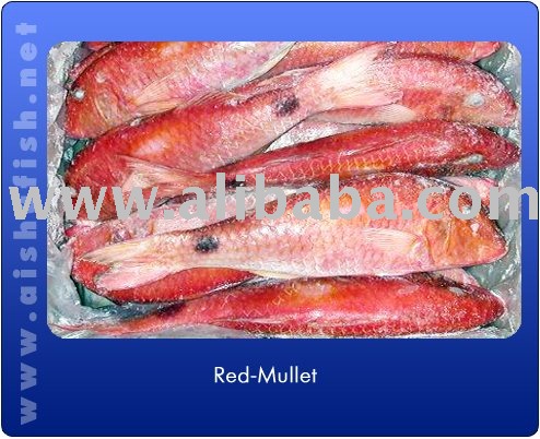  RED   MULLET   FISH 