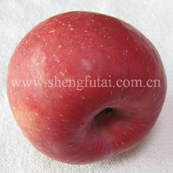 2010 new crop FUJI APPLE