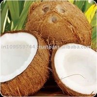  Fresh  Young Coconut for  sale 