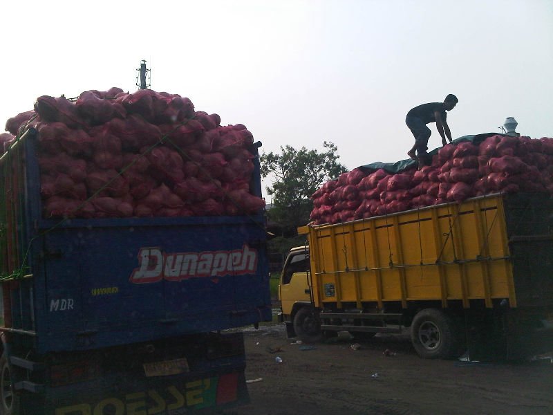Coconut from Indonesia is the  best  in the  world 