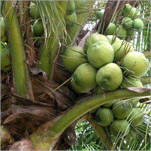 Fresh cocunuts