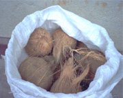 Fresh Coconuts
