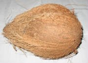 Semi-Husked  Coconuts 