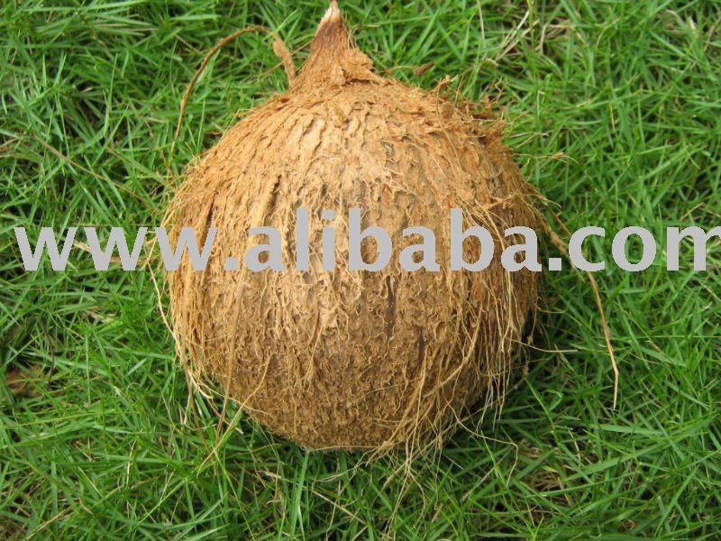 semi husked coconut