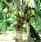 FRESH ORGANIC WATER COCONUTS