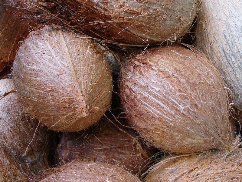 Cocunut