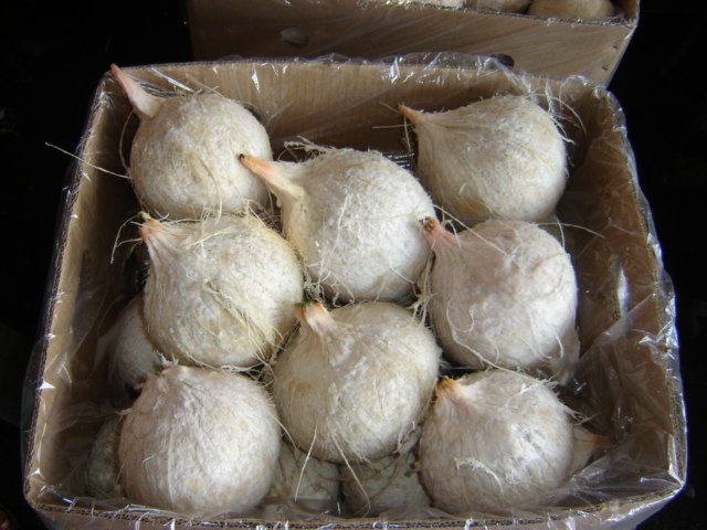 Organic Coconuts