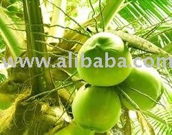 Fresh coconut