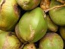 Coconut
