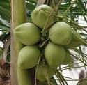Fresh green coconut