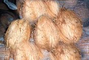  Fresh   Coconuts   Semi   Husk 
