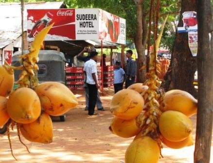 Young Coconut