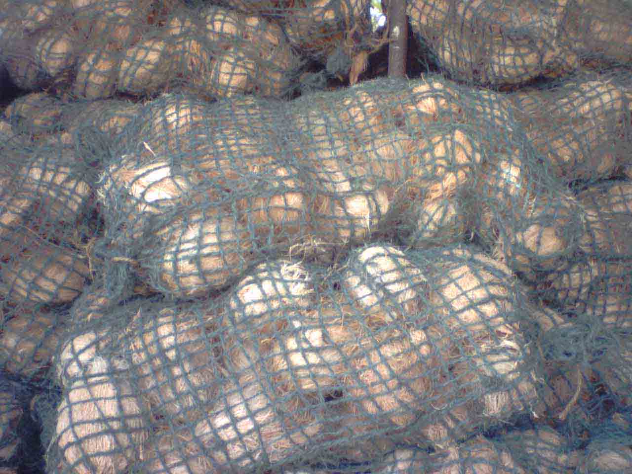 Coconut (Semi Husk)