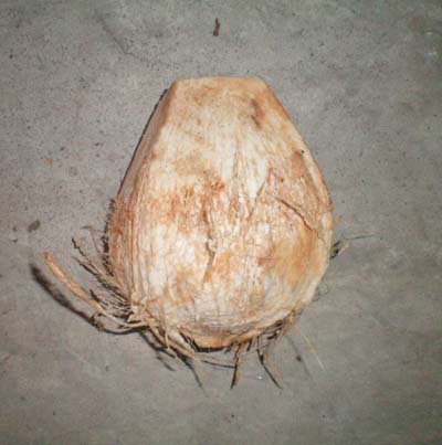 Pure  Young   Thai  Coconut Naturally Grown (semi-husked)
