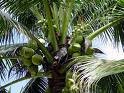 young green coconut