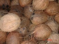  Fresh   Coconuts  For  Sale 
