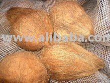 Sell Fresh Coconuts