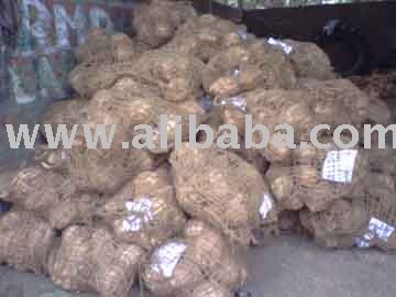 Coconut