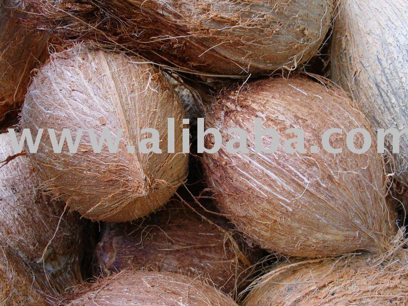 fresh coconut from cameroon