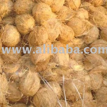 Coconut