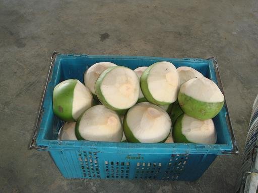 Coconut